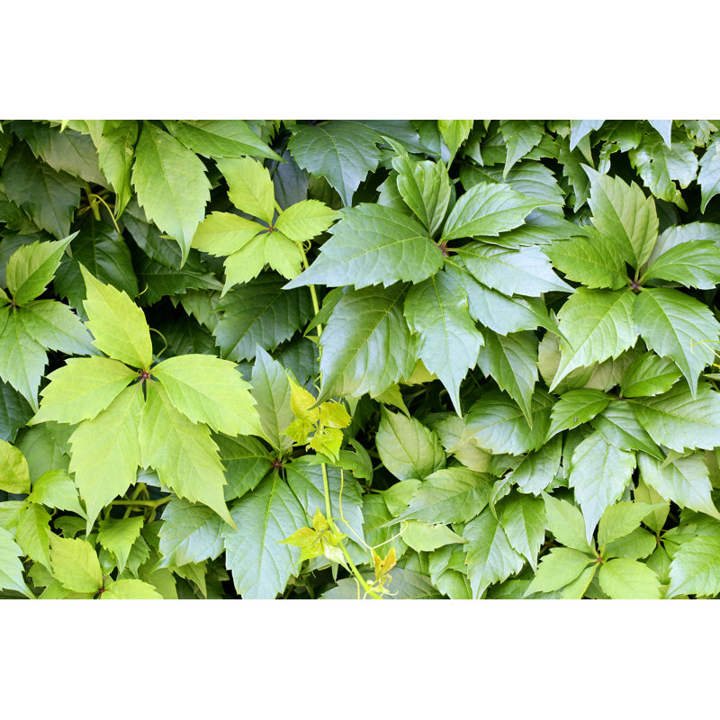 Green Leaves Background by Viorika - No Frame Print on Canvas, 30cm H x 46cm W