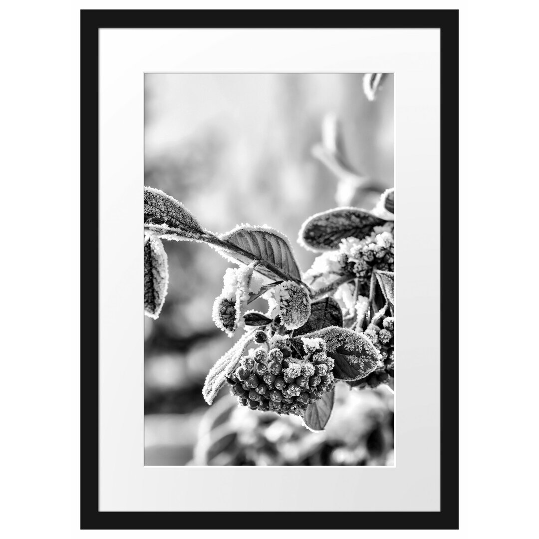 Gerahmtes Poster Vogelbeeren im Winter