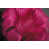 Fuchsia est en rupture de stock