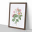Tomentose Rose in Pink by Pierre-Joseph Redoute - Picture Frame Painting Print-55611727-55611732