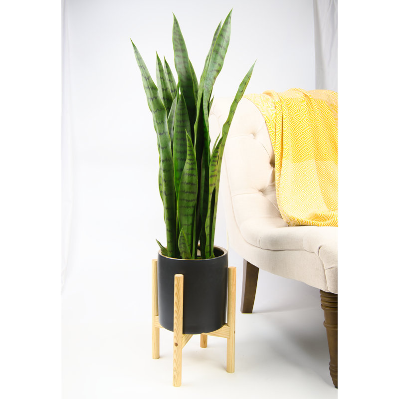 Dunwoody Handmade Planter, Black Golden Ring/Beech Natural