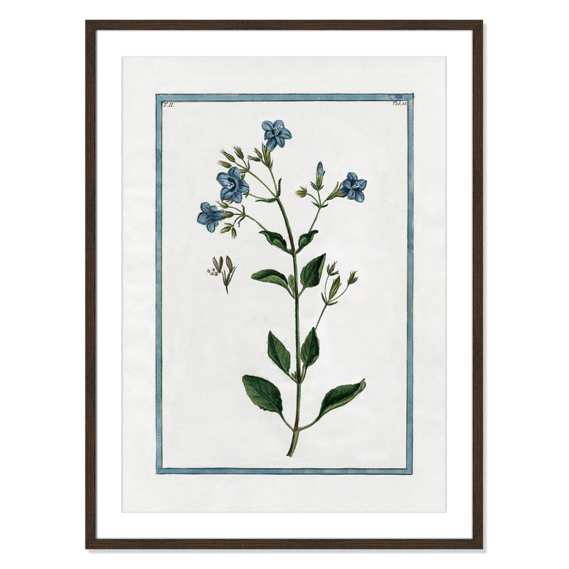Colombe Shabby Elegance Botanical II - Framed Art, 25.5" W x 35.5" H, Walnut Framed