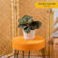 Calathea in Décor Planter