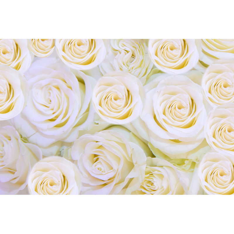Leasburg Background of White Roses 1 Piece Wrapped Canvas Wall Art, 30cm H x 46cm W x 3.8cm D