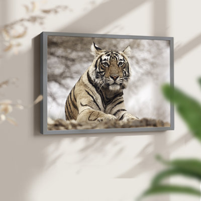 Tigre royal du Bengale - reproduction encadrée - réarmable