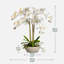 Arrangement de soie orchidée en pot