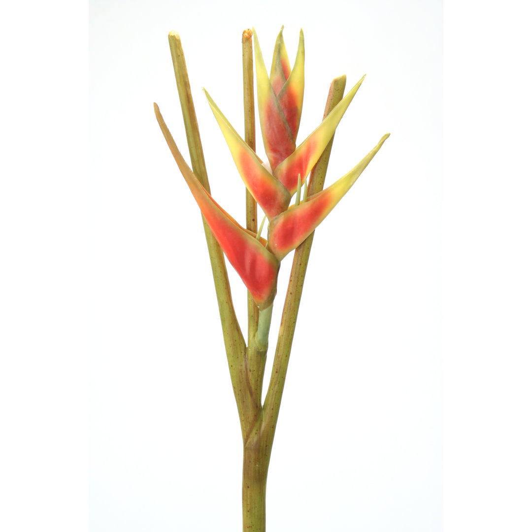 Arrangement (Set of 4) Primrue