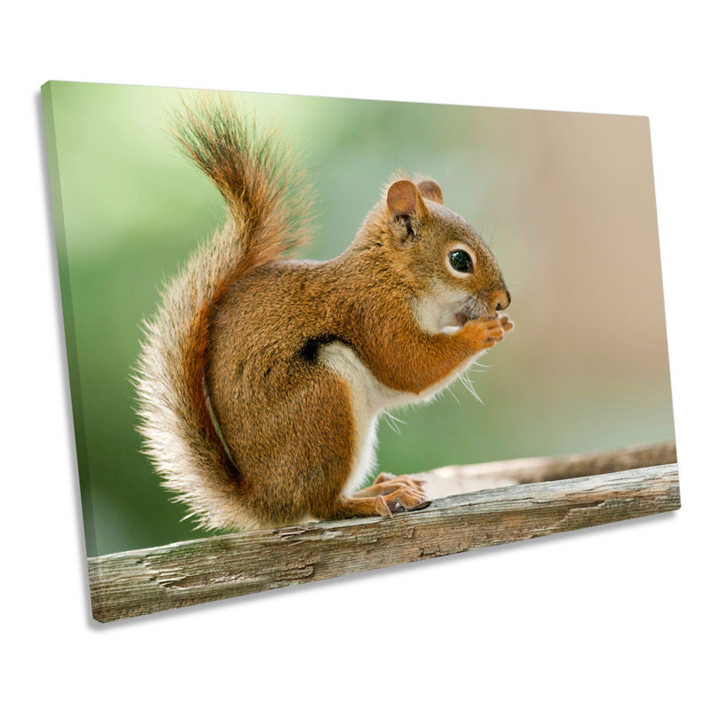 Red Squirrel Wildlife - Wrapped Canvas Art Prints, 30.5cm H x 45.7cm W