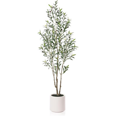 Olive Tree in Pot