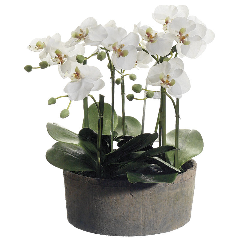 Arrangement floral orchidée phalaenopsis dans un pot d’argile