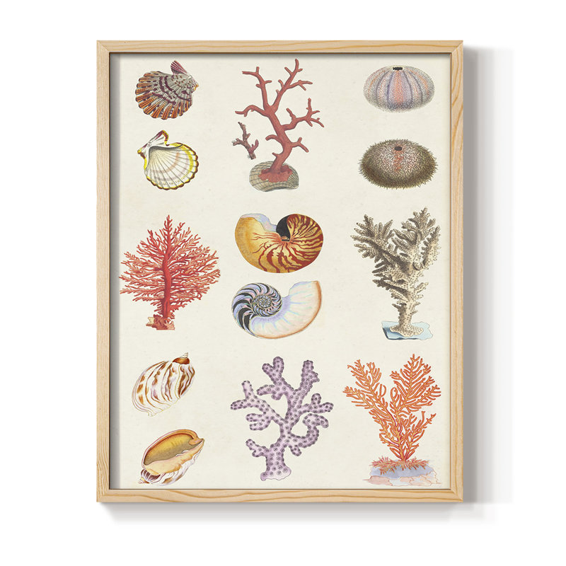 «Coral & Shell Collage I», reproduction encadrée - bois massif, H 11 po x l 9 po