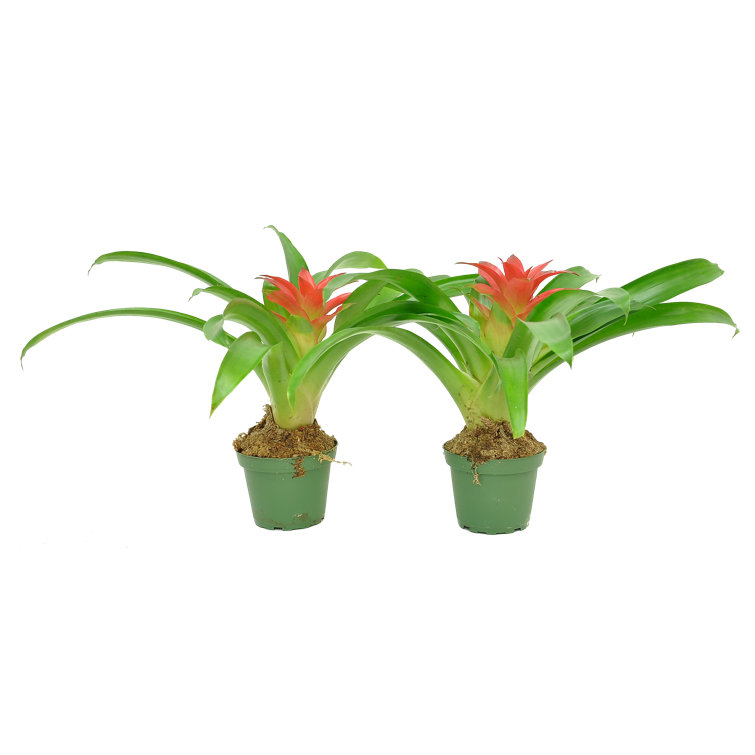 Nearly Natural 11 Spring Red Bromeliad Artificial Flower Stems