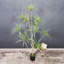  Arbre de dracaena artificiel, arbre de dracaena artificiel-745736015