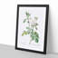 Autumn Damask Rose by Pierre-Joseph Redoute - Single Picture Frame Painting-55456889-55456892