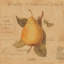 « poire », reproduction d’impression sur toile tendue-20811555-72673249-72673250