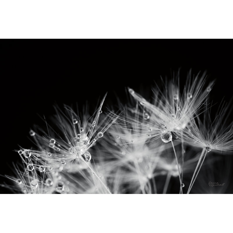 «Dandelion Dewdrops II» par Laura Marshall - photographie sur toile tendue, H 24 po x l 36 po x P 1,25 po