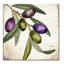 "Jadaya Olive Branch I" par Color Bakery, reproduction d'art sur toile tendue-20567736