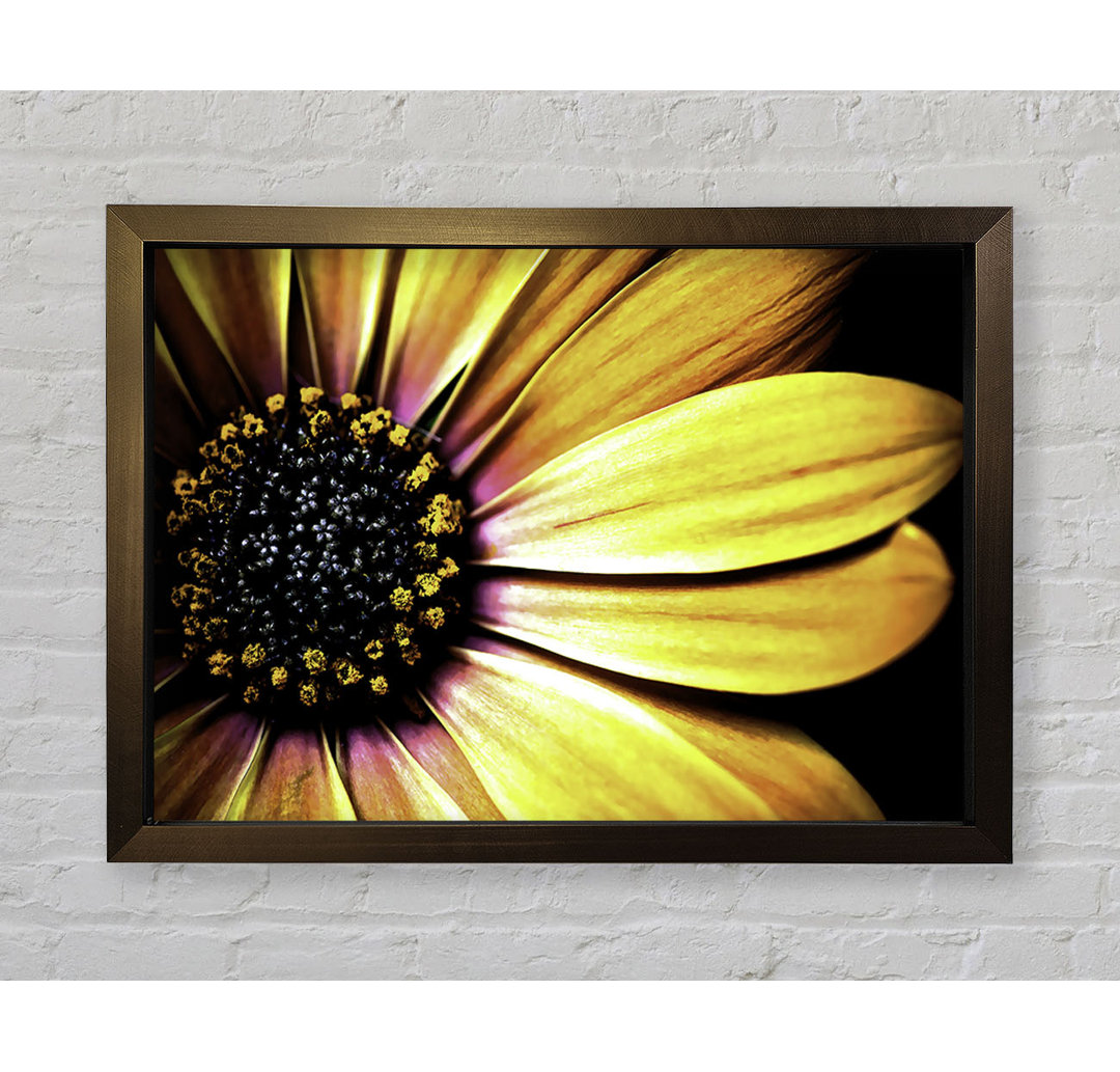 Golden Black Daisy - Druck