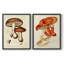 «Mushroom Variétés VI», reproduction encadrée de qualité supérieure - prête à être accrochée - aucun clou requis - aucun clou requis-767516592-767516556