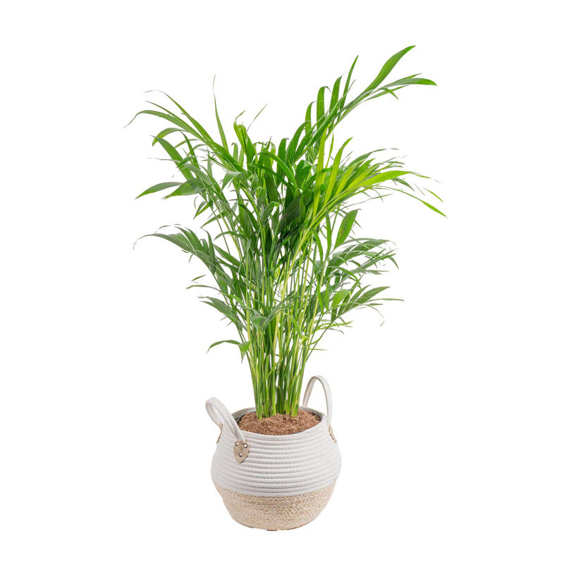 Cat Palm in Décor Planter