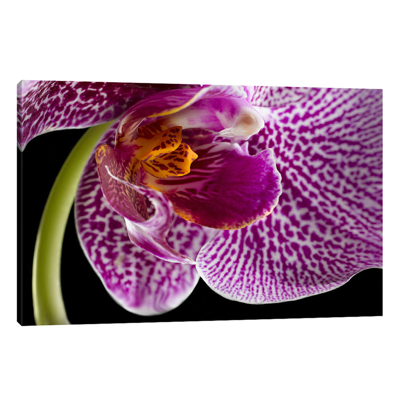 Purple Orchid 2 by Barry Seidman - Wrapped Canvas Print, 30cm H x 46cm W x 4cm D