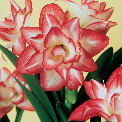 Amaryllis Blossom Peacock Bulb