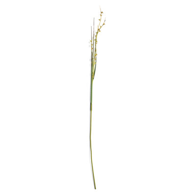 Scotch Grass 48-Inch Stem