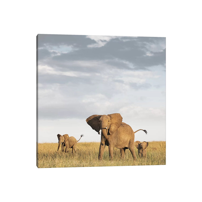 Colour Elephant & Calves by Klaus Tiedge - Print on Canvas, 66.04 cm H x 66.04 cm W x 1.91 cm D, Wrapped Canvas