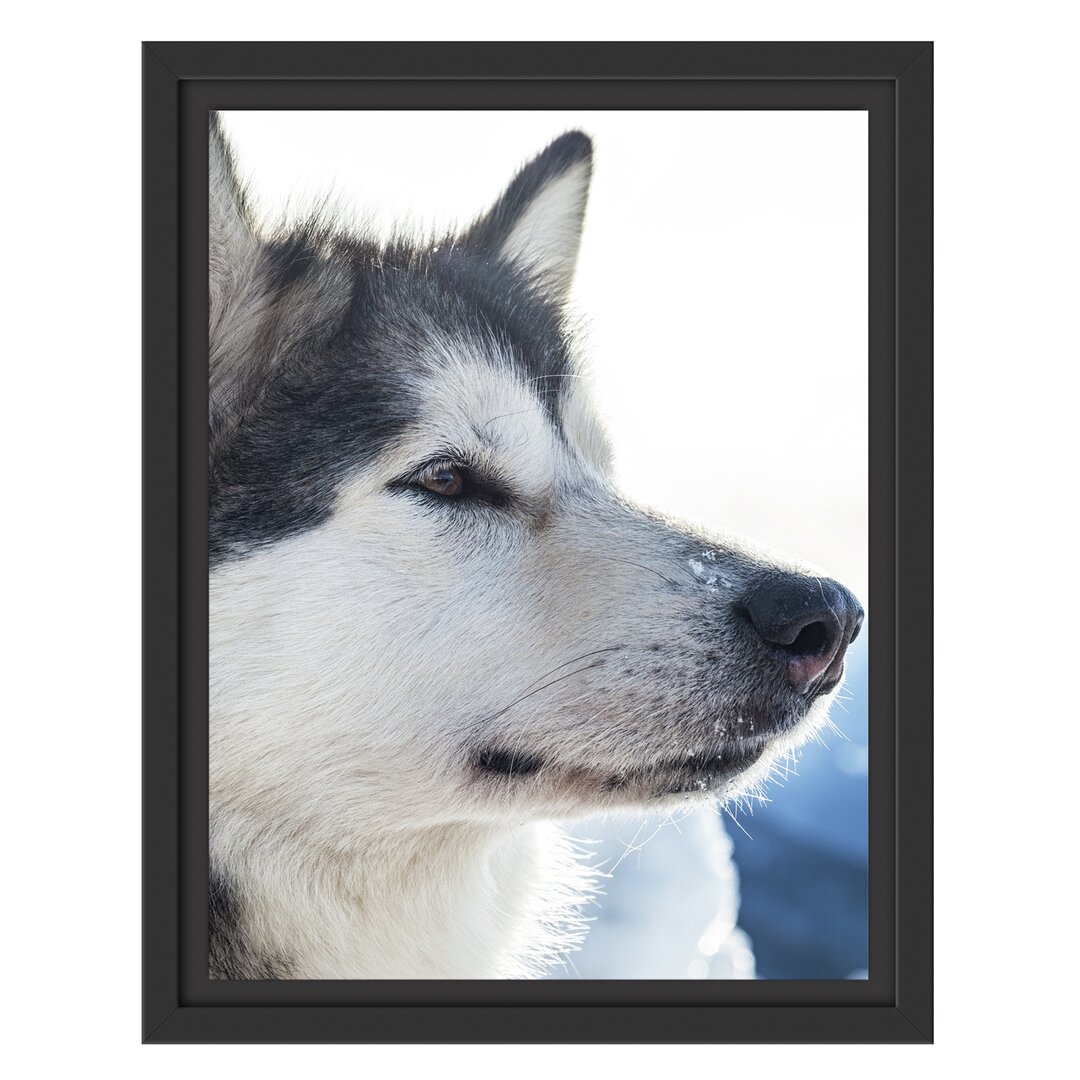 Gerahmtes Wandbild HuskySchnee