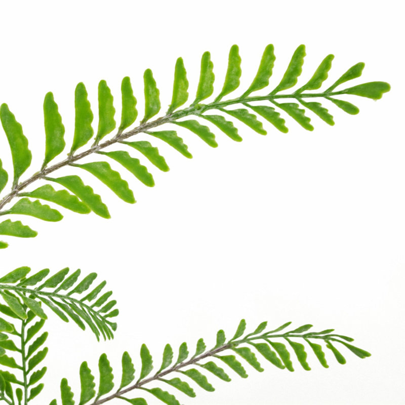 Andwele Arrangement, Green