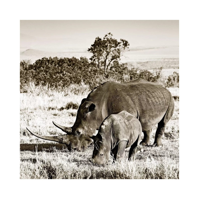 Bonded Rhino by Klaus Tiedge - Print on Canvas, 66.04 cm H x 66.04 cm W x 1.91 cm D, Wrapped Canvas