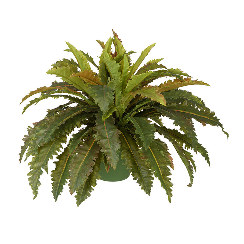21 po Faux Large Marginatum