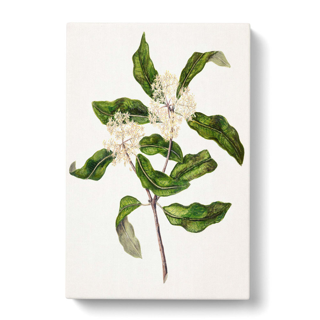 Tarata Flowers by Sarah Featon - Wrapped Canvas