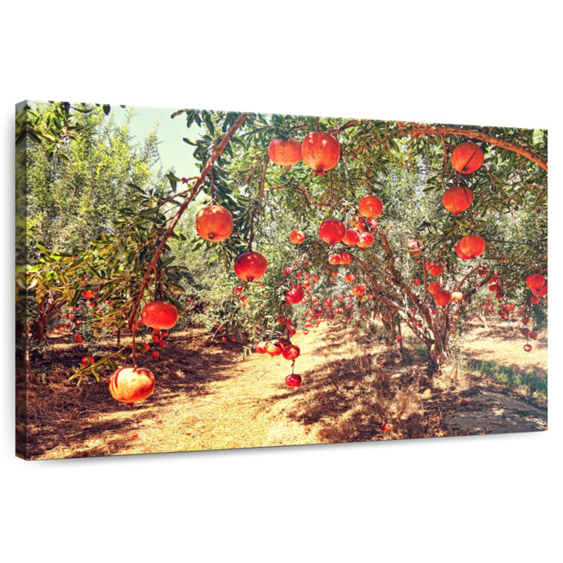 Verger Harnek Pomegranate, H 24 po x l 36 po