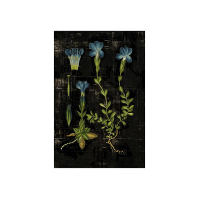 Botanical Study III Print by Michelle Bennett