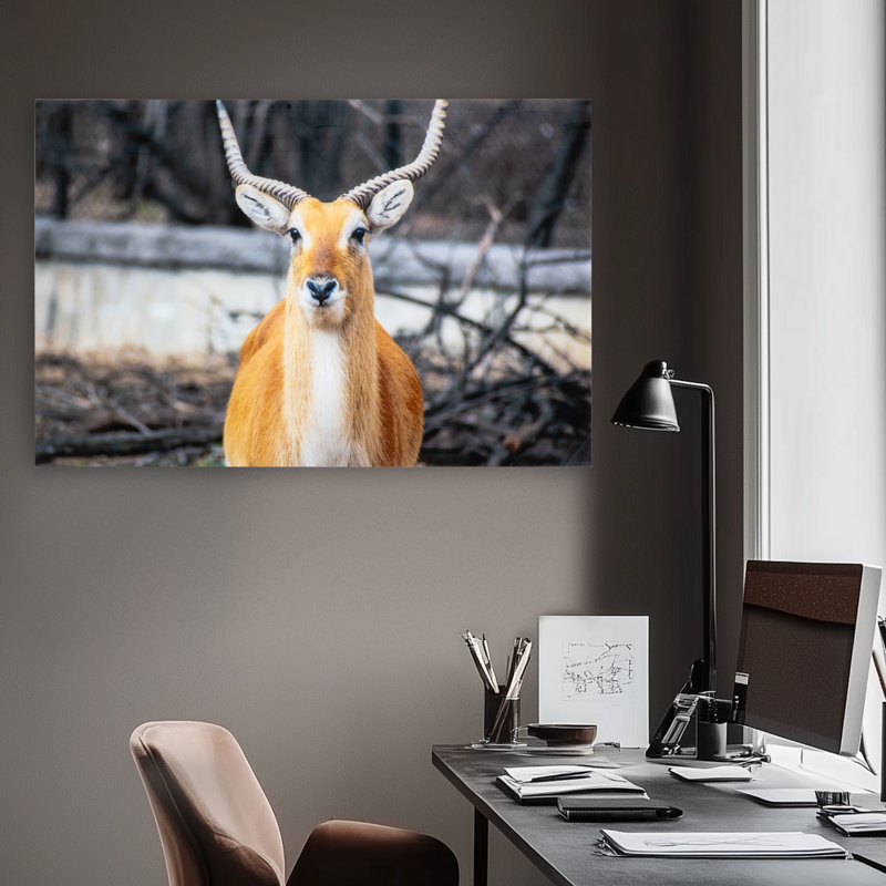 Aepyceros - Art mural