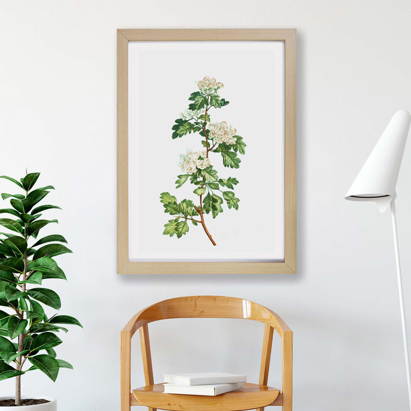 'Hawthorn Flowers' by Pierre-Joseph Redoute - Picture Frame Painting Print on Paper, Oak, 45cm H x 63cm W x 2cm D