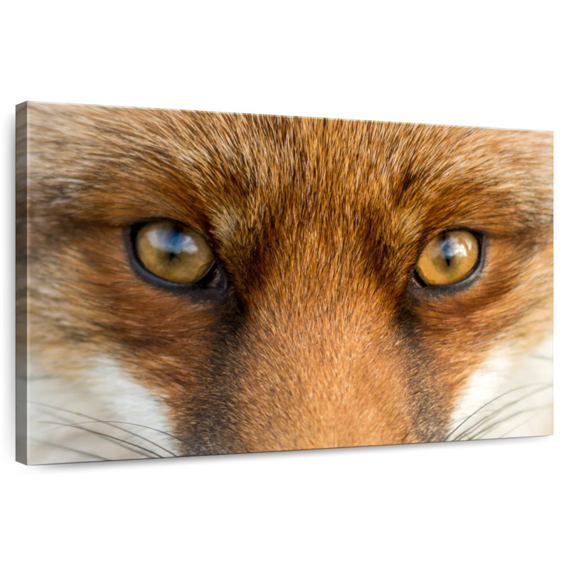 Amber Eyed Fox, 26" H x 39" W