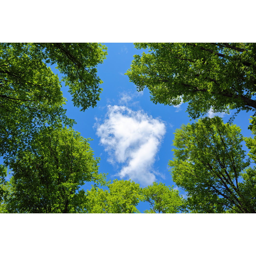 Green Forest von Bgfoto - Kunstdrucke auf Leinwand