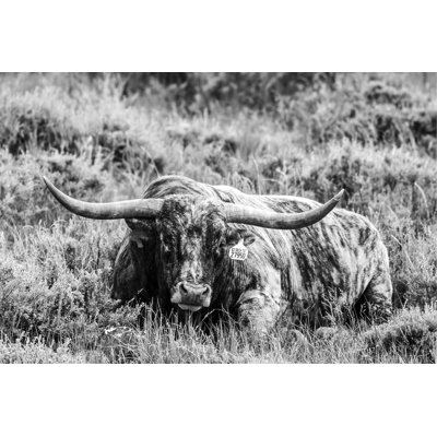 B&W Longhorn III by Tyler Stockton - Art Prints