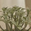 14cm Plant