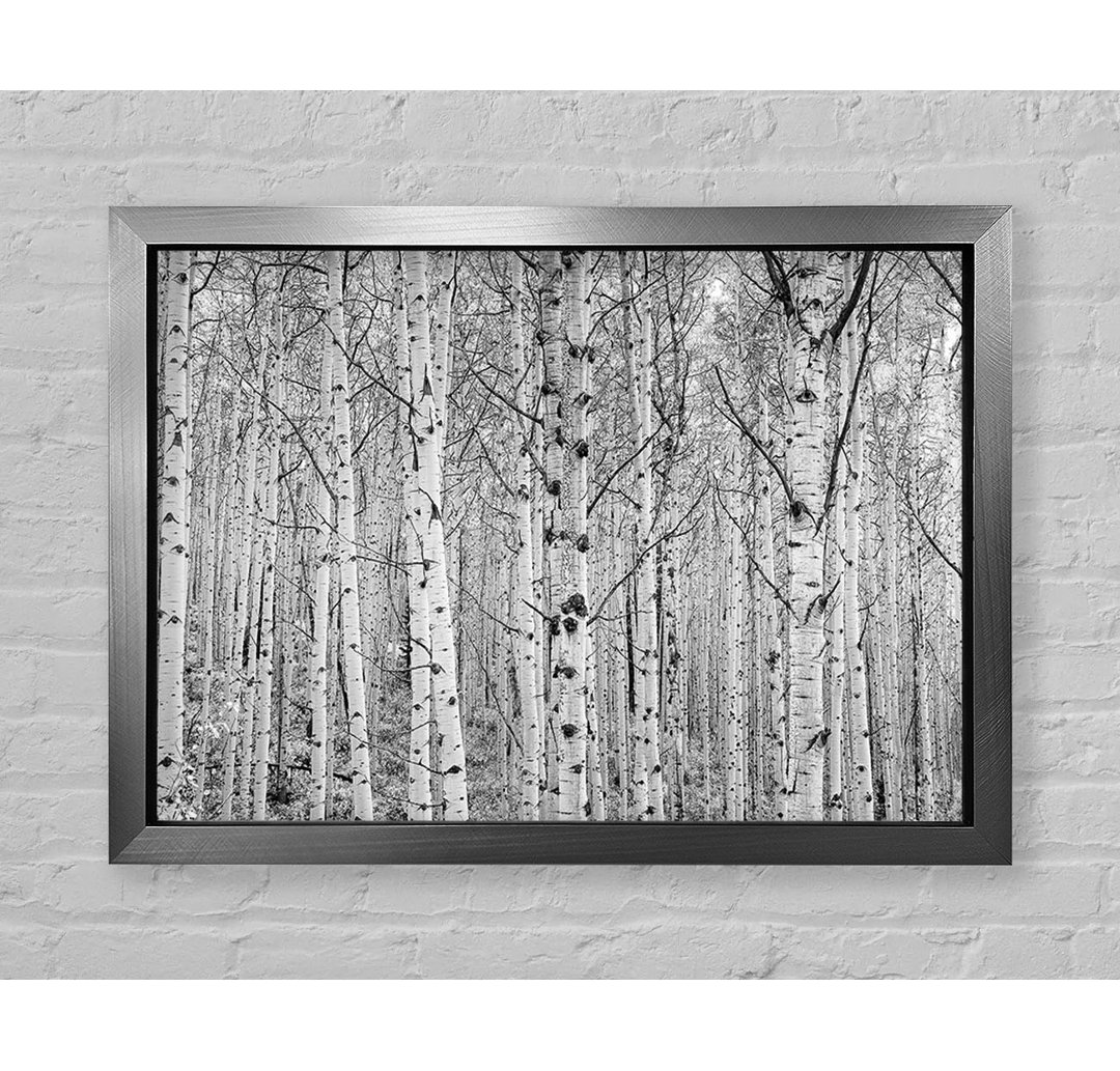 Just Silver Birch - Einzelner Bilderrahmen Kunstdrucke