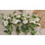 Ensemble de 2 fausses fleurs artificielles en soie Audet-336018036