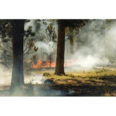 Forest Fire by Augusthour - Wrapped Canvas Print