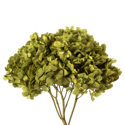 Natural Botanicals 15" Hydrangea with Multiple Branch Segments, Preserved