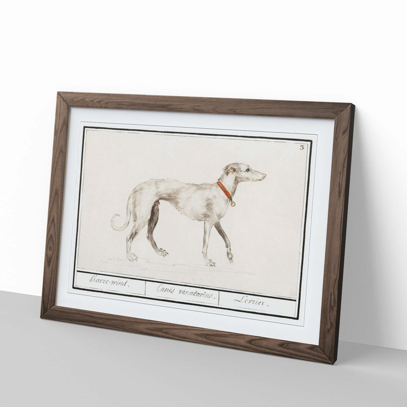 Greyhound by A.B. De Boodt - Picture Frame Painting Print, 48cm H x 65cm W x 2cm D, Walnut Framed