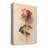 " Painterly Rose Study I "-517489121