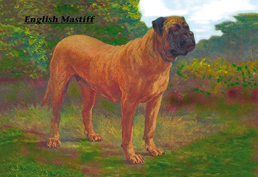 « english marigid champion », reproduction d’art, H 44 po x l 66 po x P 1,5 po