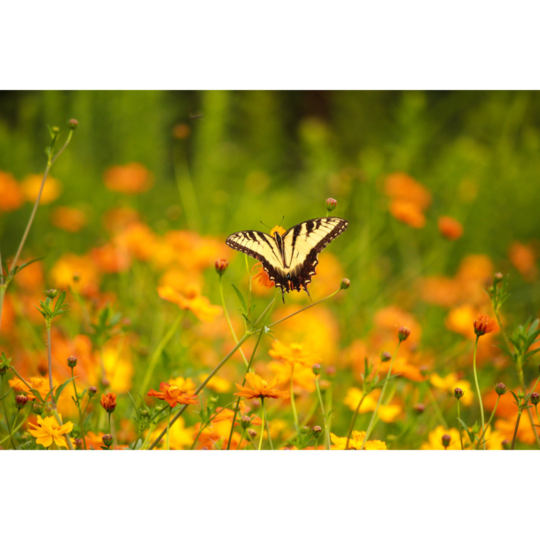 Schmetterling - Foto ohne Rahmen auf Leinwand