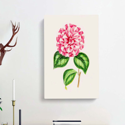 Pink Queen Victoria Camellia Illustration - Wrapped Canvas